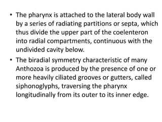 • The pharynx is attached to the lateral body wall
by a series of radiating partitions or septa, which
thus divide the upper part of the coelenteron
into radial compartments, continuous with the
undivided cavity below.
• The biradial symmetry characteristic of many
Anthozoa is produced by the presence of one or
more heavily ciliated grooves or gutters, called
siphonoglyphs, traversing the pharynx
longitudinally from its outer to its inner edge.
 