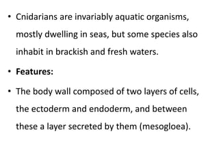 • Cnidarians are invariably aquatic organisms,
mostly dwelling in seas, but some species also
inhabit in brackish and fresh waters.
• Features:
• The body wall composed of two layers of cells,
the ectoderm and endoderm, and between
these a layer secreted by them (mesogloea).
 