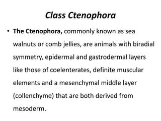 Class Ctenophora
• The Ctenophora, commonly known as sea
walnuts or comb jellies, are animals with biradial
symmetry, epidermal and gastrodermal layers
like those of coelenterates, definite muscular
elements and a mesenchymal middle layer
(collenchyme) that are both derived from
mesoderm.
 