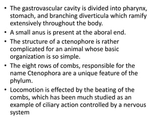 • The gastrovascular cavity is divided into pharynx,
stomach, and branching diverticula which ramify
extensively throughout the body.
• A small anus is present at the aboral end.
• The structure of a ctenophore is rather
complicated for an animal whose basic
organization is so simple.
• The eight rows of combs, responsible for the
name Ctenophora are a unique feature of the
phylum.
• Locomotion is effected by the beating of the
combs, which has been much studied as an
example of ciliary action controlled by a nervous
system
 
