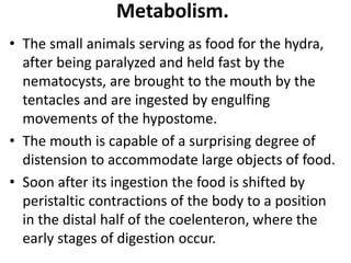 Metabolism.
• The small animals serving as food for the hydra,
after being paralyzed and held fast by the
nematocysts, are brought to the mouth by the
tentacles and are ingested by engulfing
movements of the hypostome.
• The mouth is capable of a surprising degree of
distension to accommodate large objects of food.
• Soon after its ingestion the food is shifted by
peristaltic contractions of the body to a position
in the distal half of the coelenteron, where the
early stages of digestion occur.
 