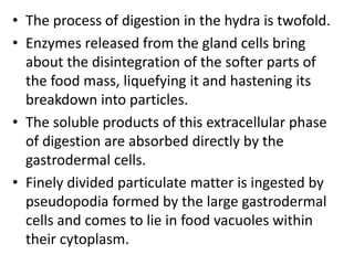 • The process of digestion in the hydra is twofold.
• Enzymes released from the gland cells bring
about the disintegration of the softer parts of
the food mass, liquefying it and hastening its
breakdown into particles.
• The soluble products of this extracellular phase
of digestion are absorbed directly by the
gastrodermal cells.
• Finely divided particulate matter is ingested by
pseudopodia formed by the large gastrodermal
cells and comes to lie in food vacuoles within
their cytoplasm.
 