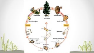 Form 6: Phylum Coniferophyta