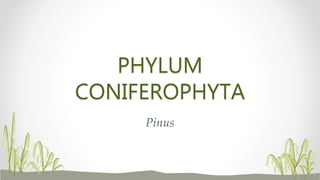 PHYLUM
CONIFEROPHYTA
Pinus
 