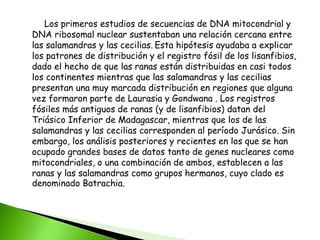Los primeros estudios de secuencias de DNA mitocondrial y
DNA ribosomal nuclear sustentaban una relación cercana entre
las salamandras y las cecilias. Esta hipótesis ayudaba a explicar
los patrones de distribución y el registro fósil de los lisanfibios,
dado el hecho de que las ranas están distribuidas en casi todos
los continentes mientras que las salamandras y las cecilias
presentan una muy marcada distribución en regiones que alguna
vez formaron parte de Laurasia y Gondwana . Los registros
fósiles más antiguos de ranas (y de lisanfibios) datan del
Triásico Inferior de Madagascar, mientras que los de las
salamandras y las cecilias corresponden al período Jurásico. Sin
embargo, los análisis posteriores y recientes en los que se han
ocupado grandes bases de datos tanto de genes nucleares como
mitocondriales, o una combinación de ambos, establecen a las
ranas y las salamandras como grupos hermanos, cuyo clado es
denominado Batrachia.
 