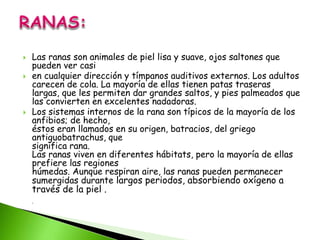  Las ranas son animales de piel lisa y suave, ojos saltones que
pueden ver casi
 en cualquier dirección y tímpanos auditivos externos. Los adultos
carecen de cola. La mayoría de ellas tienen patas traseras
largas, que les permiten dar grandes saltos, y pies palmeados que
las convierten en excelentes nadadoras.
 Los sistemas internos de la rana son típicos de la mayoría de los
anfibios; de hecho,
éstos eran llamados en su origen, batracios, del griego
antiguobatrachus, que
significa rana.
Las ranas viven en diferentes hábitats, pero la mayoría de ellas
prefiere las regiones
húmedas. Aunque respiran aire, las ranas pueden permanecer
sumergidas durante largos periodos, absorbiendo oxígeno a
través de la piel .
.
 
