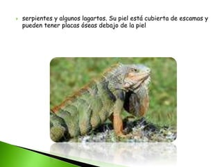  serpientes y algunos lagartos. Su piel está cubierta de escamas y
pueden tener placas óseas debajo de la piel
 