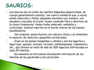  Los saurios son un orden de reptiles diápsidos plagiotremas, de
cuerpo generalmente esbelto, con cuatro miembros que, a veces,
están reducidos o faltas, párpados movibles casi siempre, con
escamas o escudos en la piel, hueso cuadrado libre y abertura de
la cloaca transversa: tienen todos esternón, omóplato y
coracoides, dientes insertos en el borde interno de los huesos
mandibulares.
 Son ovíparos, ponen huevos con cáscara caliza y se alimentan,
la mayoría, de insectos y pequeños vertebrados.
 Viven en los países templados y cálidos y son los lagartos y
lagartijas, iguanas, varanos, luciones, salamanquesas, camaleones,
etc., que forman un total de más de 300 especies distribuidas en
unas 20 familias.
 De momento os ofrecemos únicamente información de las
familias de los gecónidos y los escíncidos
 