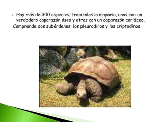  Hay más de 300 especies, tropicales la mayoría, unas con un
verdadero caparazón óseo y otras con un caparazón coriáceo.
Comprende dos subórdenes: los pleurodiros y los criptodiros
 