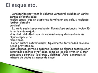 Caracteriza por tener la columna vertebral dividida en varias
partes diferenciadas:
región caudal, que en ocasiones termina en una cola, y regiones
lumbar, dorsal y
cervical.
La nariz suele ser prominente, llamándose entonces hocico. En
la nariz esta alojado
el sentido del olfato que se encuentra muy desarrollado en
alguna especie de
mamíferos.
Tienen cuatro extremidades, típicamente terminadas en cinco
dedos provistos de
uñas córneas, garras o pezuñas (aunque en algunos casos pueden
estar más o menos atrofiadas, como en los que viven en el mar-
cetáceos o sirenios- (ballenas y delfines) .Pero, a menudo, el
número de dedos es menor de cinco
 