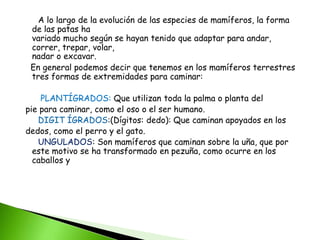 A lo largo de la evolución de las especies de mamíferos, la forma
de las patas ha
variado mucho según se hayan tenido que adaptar para andar,
correr, trepar, volar,
nadar o excavar.
En general podemos decir que tenemos en los mamíferos terrestres
tres formas de extremidades para caminar:
PLANTÍGRADOS: Que utilizan toda la palma o planta del
pie para caminar, como el oso o el ser humano.
DIGIT ÍGRADOS:(Dígitos: dedo): Que caminan apoyados en los
dedos, como el perro y el gato.
UNGULADOS: Son mamíferos que caminan sobre la uña, que por
este motivo se ha transformado en pezuña, como ocurre en los
caballos y
 