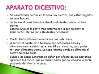  Se caracteriza porque en la boca hay dientes, que están alojados
en unos huecos
 de las mandíbulas llamados alvéolos el diente consta de tres
partes:
Corona: Que es la parte mas externa con la que se mastica
Raíz: Parte interna que está dentro del alvéolo.
 Cuello: Parte intermedia entre las dos anteriores.
 A su vez el diente esta formado por materiales óseos y
minerales muy resistentes, el marfil y el esmalte, para poder
triturar alimentos duros. La capa interna donde se alimenta el
diente se llama pulpa.
 Cuando las capas externas se dañan por efecto de las bacterias
aparecen las caries, que no duelen hasta que no lesionan la parte
profunda del diente: la pulpa.
 