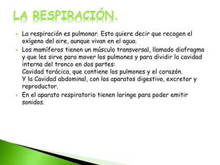  La respiración es pulmonar. Esto quiere decir que recogen el
oxígeno del aire, aunque vivan en el agua.
 Los mamíferos tienen un músculo transversal, llamado diafragma
y que les sirve para mover los pulmones y para dividir la cavidad
interna del tronco en dos partes:
Cavidad torácica, que contiene los pulmones y el corazón.
Y la Cavidad abdominal, con los aparatos digestivo, excretor y
reproductor.
 En el aparato respiratorio tienen laringe para poder emitir
sonidos.
 