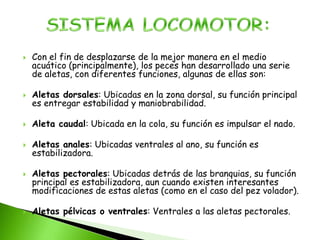  Con el fin de desplazarse de la mejor manera en el medio
acuático (principalmente), los peces han desarrollado una serie
de aletas, con diferentes funciones, algunas de ellas son:
 Aletas dorsales: Ubicadas en la zona dorsal, su función principal
es entregar estabilidad y maniobrabilidad.
 Aleta caudal: Ubicada en la cola, su función es impulsar el nado.
 Aletas anales: Ubicadas ventrales al ano, su función es
estabilizadora.
 Aletas pectorales: Ubicadas detrás de las branquias, su función
principal es estabilizadora, aun cuando existen interesantes
modificaciones de estas aletas (como en el caso del pez volador).
 Aletas pélvicas o ventrales: Ventrales a las aletas pectorales.
 