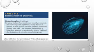 Phylum Ctenophora , Comb Jellies pptx | PPTX