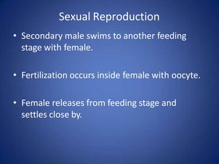 Sexual Reproduction
• Secondary male swims to another feeding
stage with female.
• Fertilization occurs inside female with oocyte.
• Female releases from feeding stage and
settles close by.
 