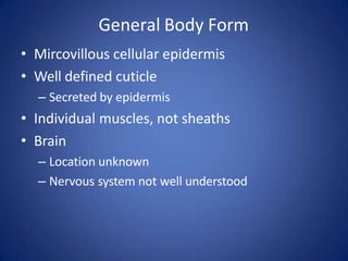 General Body Form
• Mircovillous cellular epidermis
• Well defined cuticle
– Secreted by epidermis
• Individual muscles, not sheaths
• Brain
– Location unknown
– Nervous system not well understood
 