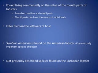 • Found living commensally on the setae of the mouth parts of
lobsters.
• Found on maxillae and maxillipads
• Mouthparts can have thousands of individuals
• Filter feed on the leftovers of host.
• Symbion americanus found on the American lobster -Commercially
important species of lobster
• Not presently described species found on the European lobster
 