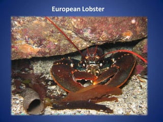 European Lobster
 