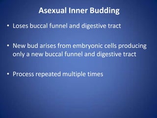 Asexual Inner Budding
• Loses buccal funnel and digestive tract
• New bud arises from embryonic cells producing
only a new buccal funnel and digestive tract
• Process repeated multiple times
 