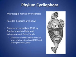 Phylum Cycliophora
- Microscopic marine invertebrates
- Possible 3 species are known
- Discovered recently in 1995 by
Danish scientists Reinhardt
Kristensen and Peter Funch
- Kristensen credited for discovery of
other phylums, Loricifera (1983) and
Micrognathozoa (2000)
 