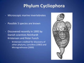 Phylum Cycliophora ,[object Object]
