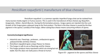 Penicillium roquefortii ( manufacture of blue chesses)
Penicillium roquefortii is a common saprobic imperfecti fungus that can be isolated from
many sources mostly organic or humus sources. This is used in the manufacture of blue cheeses eg; Roquefort ,
Gorgonzola , Stilton , Danish Blue etc. During the fermentation process , fungus spores are injected into the curd.
Growth of the fungus gives a pleasant tang to the final product. The blue in the blue cheese is caused by the blue
pigment in the spores ( conidia) of the fungus. When eating blue cheese means consuming millions of spores.
Economic/ecological significance
• Industrial uses. Flavorings , proteases , antibacterial agents
,polysaccharides and blue cheeses.
• Penicillium roquefortii gives unique flavour to cheese.
• This fungus is safe to use as flavorings and for cheese.
• This fungus produce many mycotoxins which are strong but not
stable. But this does not really pose a threat to human.
Figure 03 – pigment in the spores and blue cheese
 