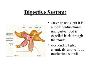 Digestive System:
• -have an anus, but it is
almost nonfunctional;
undigested food is
expelled back through
the mouth
• -respond to light,
chemicals, and various
mechanical stimuli
 