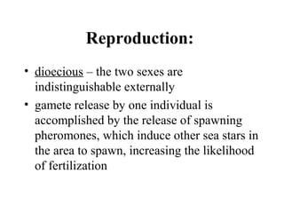 Reproduction:
• dioecious – the two sexes are
indistinguishable externally
• gamete release by one individual is
accomplished by the release of spawning
pheromones, which induce other sea stars in
the area to spawn, increasing the likelihood
of fertilization
 