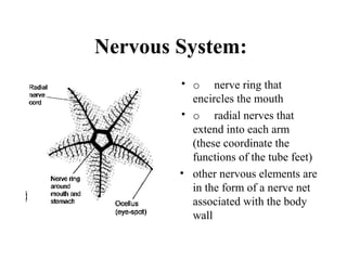 Nervous System:
• o nerve ring that
encircles the mouth
• o radial nerves that
extend into each arm
(these coordinate the
functions of the tube feet)
• other nervous elements are
in the form of a nerve net
associated with the body
wall
 