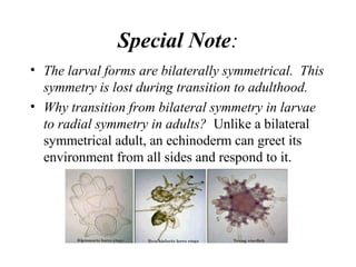 Special Note:
• The larval forms are bilaterally symmetrical. This
symmetry is lost during transition to adulthood.
• Why transition from bilateral symmetry in larvae
to radial symmetry in adults? Unlike a bilateral
symmetrical adult, an echinoderm can greet its
environment from all sides and respond to it.
 