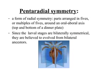 Pentaradial symmetry:
- a form of radial symmetry: parts arranged in fives,
or multiples of fives, around an oral-aboral axis
(top and bottom of a dinner plate)
- Since the larval stages are bilaterally symmetrical,
they are believed to evolved from bilateral
ancestors.
 