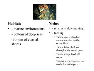 Habitat:
• - marine environments
- bottom of deep seas
-bottom of coastal
shores
Niche:
• - relatively slow moving
• - feeding
– *some species feed on
animal remains on the
ocean floor
– *some filter plankton
through their mouth pore
– *some scrape food off
rocks
– *others are predaceous on
mollusks, arthropods
 