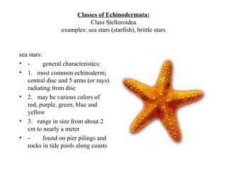 Classes of Echinodermata:
Class Stelleroidea
examples: sea stars (starfish), brittle stars
sea stars:
• - general characteristics:
• 1. most common echinoderm;
central disc and 5 arms (or rays)
radiating from disc
• 2. may be various colors of
red, purple, green, blue and
yellow
• 3. range in size from about 2
cm to nearly a meter
• - found on pier pilings and
rocks in tide pools along coasts
 