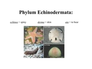 echinos = spiny derma = skin ata = to bear
Phylum Echinodermata:
 