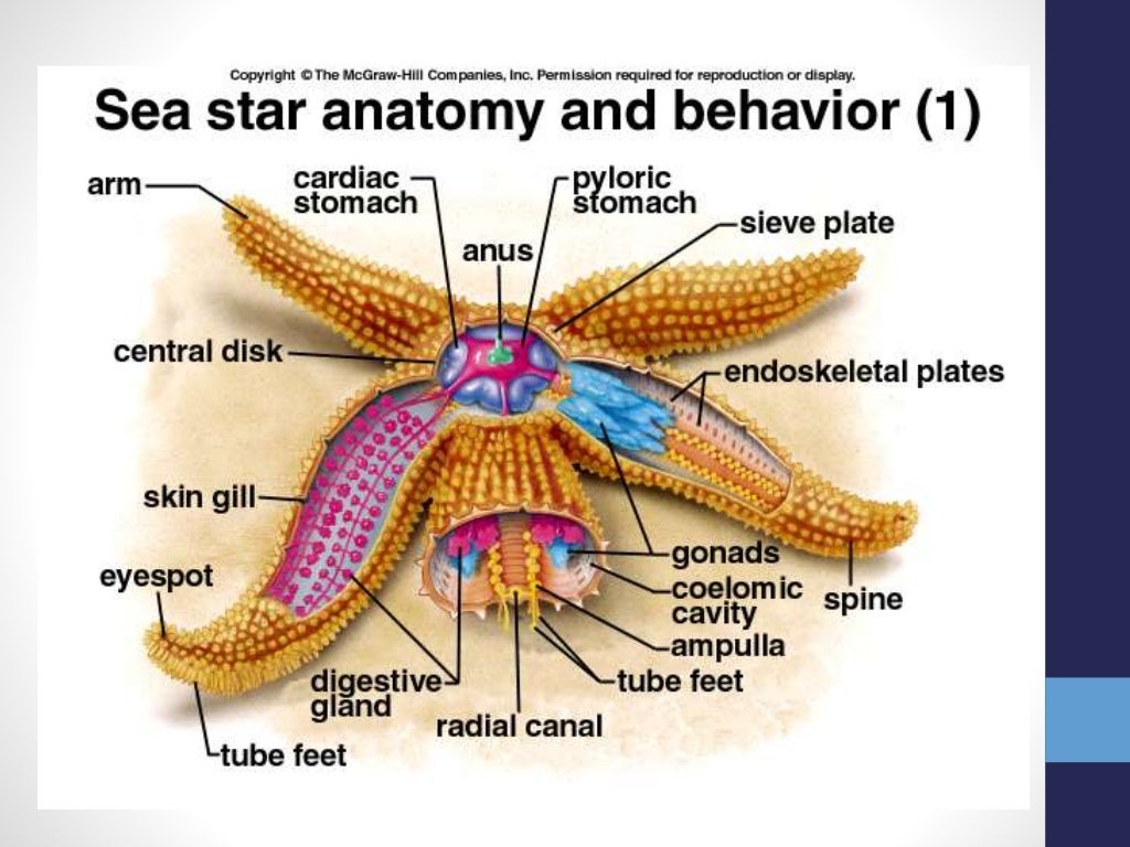Miller_Phylum Echinodermata