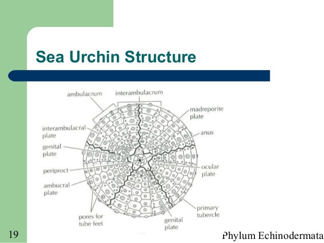 Phylum echinodermata