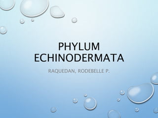 PHYLUM
ECHINODERMATA
RAQUEDAN, RODEBELLE P.
 