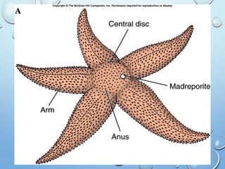Phylum Echinodermata | PPT