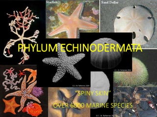 Kingdom Animalia Phylum Echinodermata