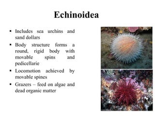 Holothuroidea
 Sea Cucumbers
 Elongated body, stretched
out from mouth to anus
 Tough skin supported by
calcareous spic...