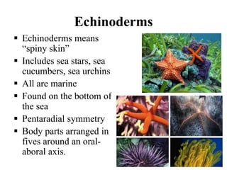 Examples Of Echinodermata