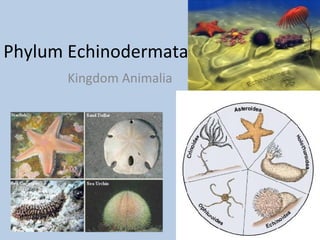 Phylum Echinodermata
Kingdom Animalia
 
