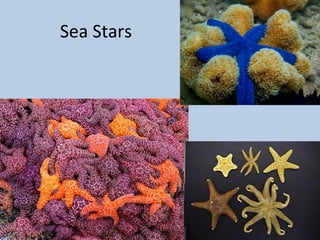 Phylum echinodermata 2012 2013 | PPT