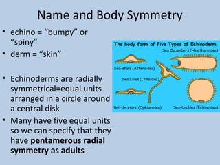 Phylum echinodermata 2012 2013 | PPT
