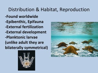 Phylum echinodermata 2012 2013 | PPT