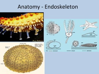 Phylum echinodermata 2012 2013 | PPT