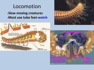 Phylum echinodermata 2012 2013 | PPT