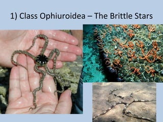 Phylum echinodermata 2012 2013 | PPT