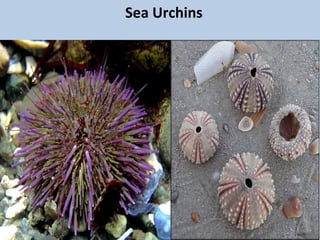 Phylum echinodermata 2012 2013 | PPT